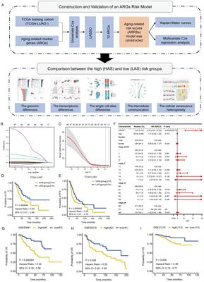 Exploring the molecular and immune landscape of cellular senescence in lung adenocarcinoma